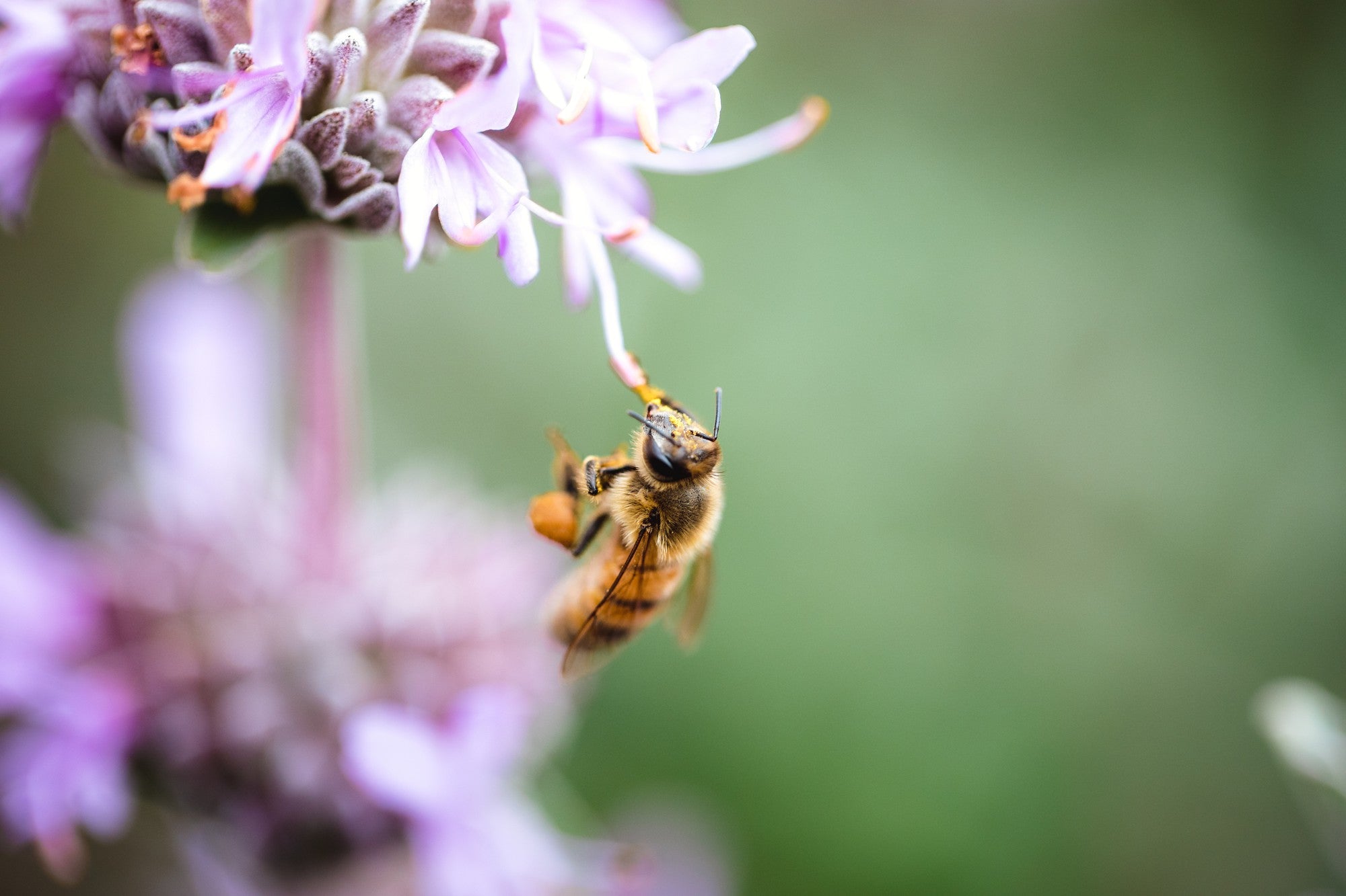 The Leafcutter Bee: Nature’s Hole Punch and Why They Don’t Sting