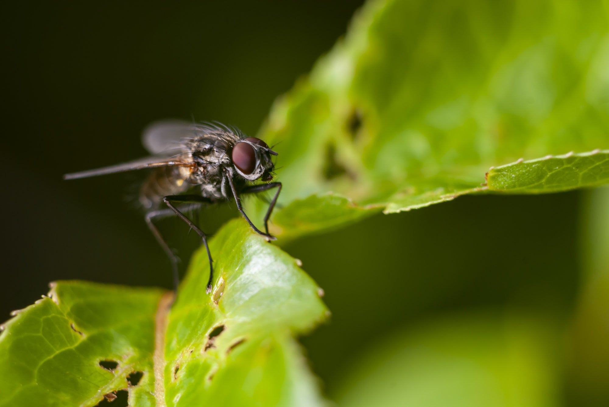 Leafcutter Bees: All About Their Sting & Where to Buy