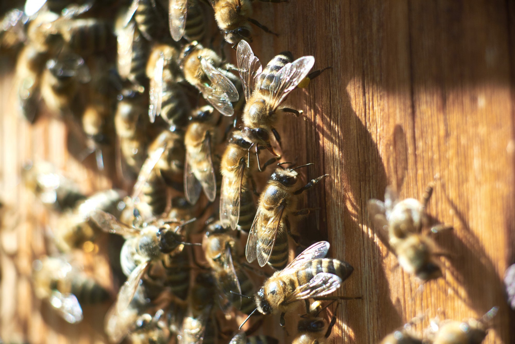 Are Bamboo Tubes Causing Mason Bee Armageddon?