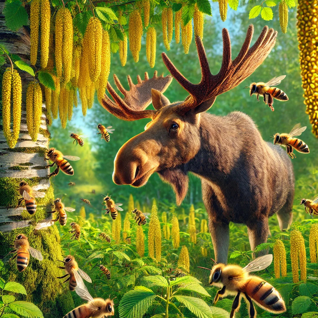 Bee Antlers and Moose: Do Moose Pollinate Alders?
